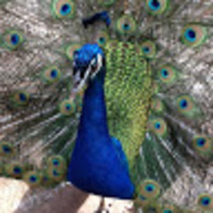 Meet your Posher, J. nicholas